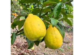 レモンの王様◆璃の香レモン◆農薬不使用◆2kg