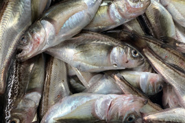 ‼️期間限定‼️　秋田県産［季節ハタハタBOX🐟］2キロ雌