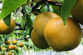 【旬の梨の食べ比べ‼️2品種】何が届くかお楽しみ😋贈答用約2.2kg(3~6個入) 旬の梨2品種詰め合わせでお届け‼️最速発送🌀