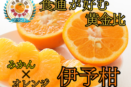【日テレ話題沸騰】柑橘界の香りキング登場🍊『伊予柑』冬だけの贅沢リラックスフルーツ🍊受験応援にも癒しの柑橘ギフト🍊お試しキャンペーン約1kg