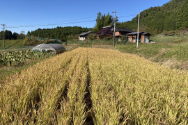【じょーじ様専用】【自然栽培】ハッピーヒルうるち籾　５ｋｇ　令和６年　岐阜県産