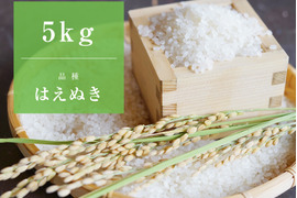 【新米/はえぬき5kg/特別栽培米】心を込めて作りました♪山形県産はえぬき（精米5kg）