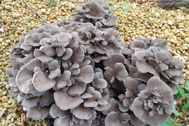 原木から育てた舞茸【今だけ！！秋限定】原木栽培
800g　高鮮度保持フィルムで包装