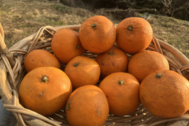 【農薬・化学肥料・除草剤不使用】柑橘王国愛媛県砥部町産　自家農園のはれひめ5kg