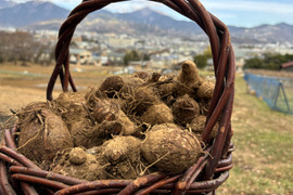 【自然栽培】丹沢山麓のねっとり里芋1kg　農薬不使用・肥料不使用 60サイズ