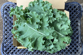 【鹿児島産】甘塩カリーノケール箱込み300g^_^