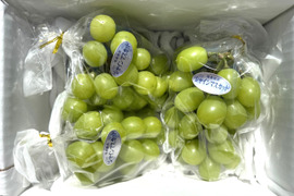【訳あり品】 ご家庭用　SHINE MUSCAT（約1K）×3箱