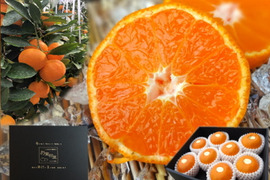 【夏ギフト】【お中元】とろける甘さ！濃厚ハウスみかん！薄皮で果汁たっぷり！キンキンに冷やしてやみつき！ネットで話題の「蜜ツ星（みつぼし）」　黒の化粧箱(小)　Mサイズ　秀品　８玉入　【商品番号02】