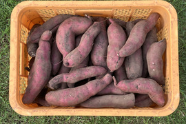 【訳あり・Ｂ品】あまはづき（4.5kg）｜栽培期間中 農薬化学肥料不使用｜特大サイズ｜土つき