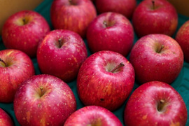 ”お得” 果汁たっぷり特別栽培りんご「ふじ」（家庭用訳あり・5㎏）