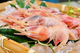 シンデレラ誕生！魚ガチャから「ミノエビ」オススメは刺身！400g