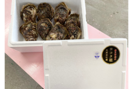 【夏ギフト】ヨコタ礁天然岩牡蠣_生食用（小８個）