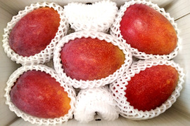 【7月発送】伊江島産マンゴー（家庭用・2kg・4〜6個入り）