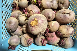 長崎県産ソーレビーツ1.5kg