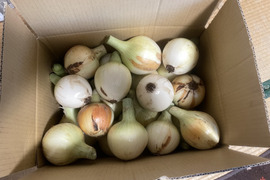 令和4年産　今が旬、新たまねぎ　5kg　たくさん採れちゃいました特価