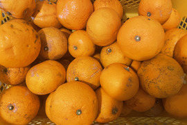 訳あり甘夏  箱込み4800g以上　サイズはバラバラ　　農薬不使用