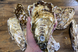 とにかくデカい!ザキヤマ水産の特大殻付牡蠣『海太』10個※カキナイフ付き
