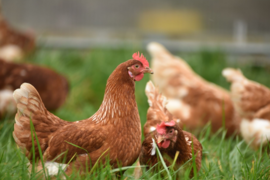 お米がおいしさのヒミツ！平飼い卵10個パック×2