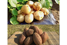 【期間限定】種子島産 新じゃが(M・L・2L)＆熟成安納芋(2Sサイズ)｜合計 5kg 旬の味わいセット🍠🥔