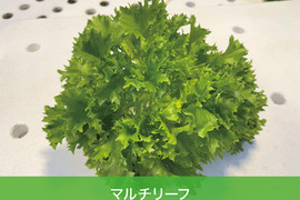 【化学肥料不使用】つなぐファーム4種レタス食べ比べセット【4種類の野菜】　1箱12袋（4種類×3袋）（1袋70～90ｇ程度）