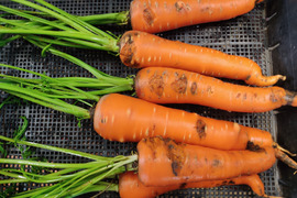 【訳あり】🥕旬を楽しむ！葉付きニンジン2種食べ比べセット✨時なし五寸＆濱美人　計約2kg｜【朝どれ】農薬・化成肥料不使用🥕