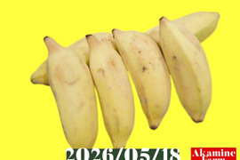 数量限定です！貴重『アップルバナナ』約2kg