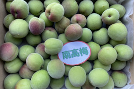 訳あり南高梅 青梅 L 〜3Lサイズ混合(箱込約5kg)