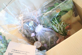【セット商品Ｂ】ハーブセット🌿ハーブ5種のセット🌿ローリエ 🌿ローズマリー🌿オリーブの葉🌿ペパーミント🌿アップルミント🌿☆自然栽培