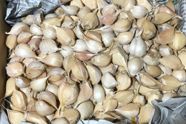 【農薬・化学肥料不使用栽培】大容量　2025年青森県産　バラにんにく　1ｋｇ