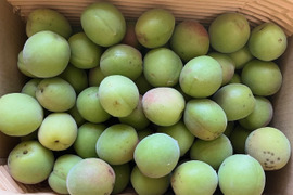 【値下げしました！収穫した梅たちを助けてください！】農薬、肥料不使用・自然栽培の青梅・黄梅混合（大小、品種混合。斑点あり）梅シロップ、梅酒、梅干しに！2kg