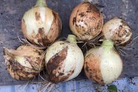 【有機JAS認証】兵庫県産新玉ねぎ５ｋｇ
