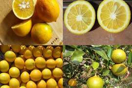 【お家でマーマレード作り】無農薬のレモンと橙　農薬不使用の自然栽培