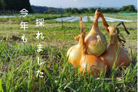 何~!?リピーター続出　この甘さ「極旨玉」5kg
