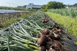 農薬・化学肥料不使用！とってもみずみずしい赤玉ねぎ3kg！