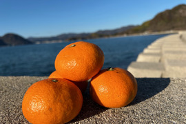 〔訳アリ〕🍊とろける甘酸っぱさ！濃い味わいの早生みかん ７kg【花崗岩の離島から直送！／果汁じゅわっ】