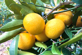 【幻の柑橘】数量限定！湘南ゴールド （2kg）ほどよい酸味と爽やかな香りが特徴