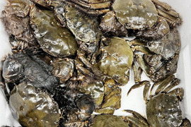 🧊急速冷凍モクズガニ🦀大サイズ６kg(目安27-45杯)  2kg入り×３箱でお届け ツガニ つがに 宮城県松島産  他に小中サイズも出品中 もくずがに 蟹汁🦀🔥カニ 중화융오게 中华绒螯蟹