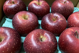 変色しない⁉　甘く華やかな香りのりんご　「千雪　ちゆき」箱含め約3キロ