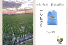 R7年産　特別栽培米コシヒカリ　2㎏