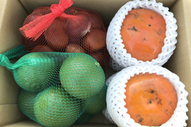 秋の味覚！大分県産果実セット【柿】