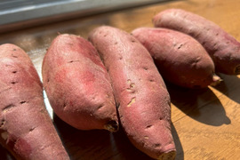 予約販売限定価格！ねっとり甘い【新芋】横浜産自然栽培　紅はるか　20kg(S〜Lサイズ混合)【9.10月配送】