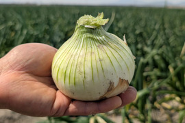 新玉ねぎ ジューシーかつ甘い！佐賀県産玉ねぎ 極早生『貴錦』L10kg