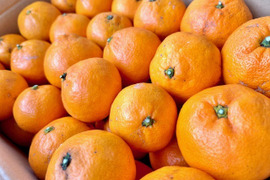 訳あり家庭用　みかん6.5㎏（75個〜80個）