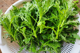 ✨春の香りを食卓に。天ぷらやお浸しで主役になる、力強い春菊　約400g✨
