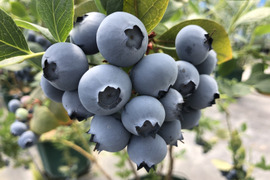 早い者勝ち！【完熟生ブルーベリー】(250g×2パック)×２箱