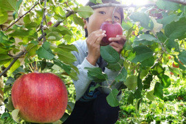 シナノスイート　家庭用　小玉　3キロ箱（3.2キロほど入ります）【JA基準より60％減の低農薬栽培】葉とらずりんご