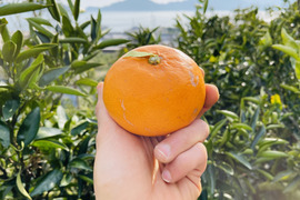 せとか“わけあり”5kg甘くて実がトロトロの柑橘