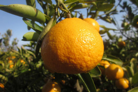 【えひめ・しまなみの島いよかん】瀬戸内海よりお届け！いまが旬の宮内いよかん８㎏【約３０～４０個・サイズ混合・ご家庭用】ぷりっぷりの果実がたまらない！