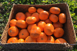 【農薬不使用ノーワックス】ご家庭用⭐︎青島みかん2kg