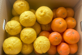 レア3種×キズ得🍊べにばえ🍊はれひめ🍊はるか 食べ比べ福岡柑橘セット 4.5kg (一部外皮キズあり)※発送は2月1日頃より開始いたします※